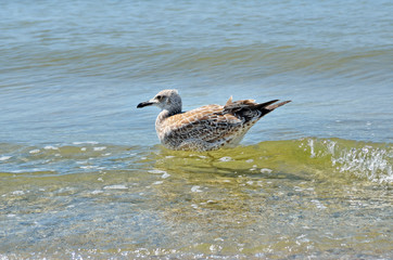 Large Black Sea seagulls in the natural habitat.