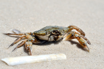 Sea crab on the sand on the seashore.