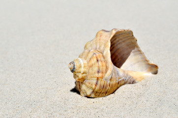 An empty shell lying on the sand in the desert.