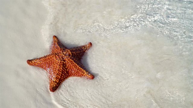 Tropical white sand with red starfish in clear water