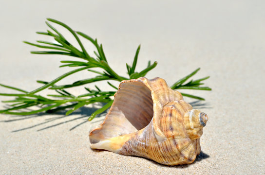 An empty shell lying on the sand in the desert.