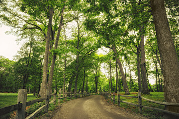 Road and fences in the park. walking path, wooden fence through forest