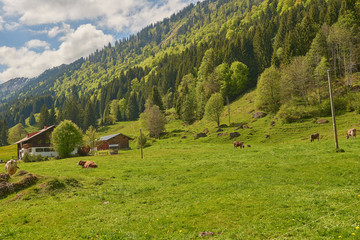 Fototapeta na wymiar Landschaft mit Bauernhof und Kühe in den Allgäuer Alpen