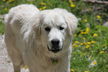 beautiful white labrador