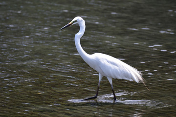 egret