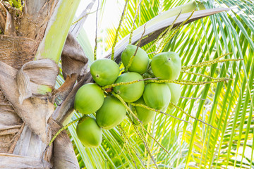 Coconut fruits on top of tree