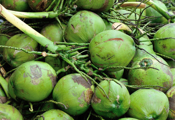  Closeup of green coconuts For Sell On Street