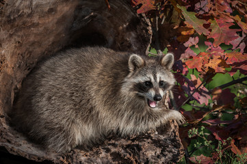 Raccoon (Procyon lotor) Open Mouth in Log