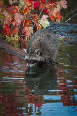 Raccoon (Procyon lotor) Leans Out on Log