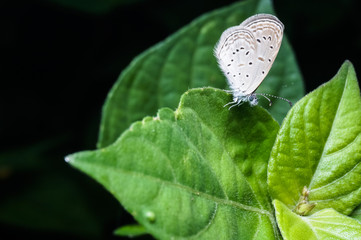close up shot of butterfly