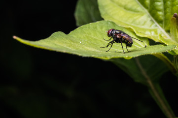 Fototapeta premium close up shot of fly