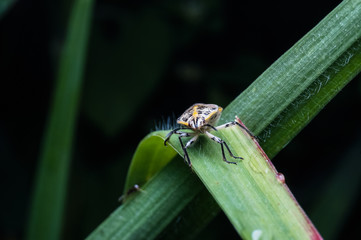 close up shot of beetle