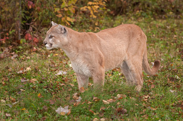 Adult Male Cougar (Puma concolor) Stands in Grass