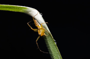 close up view of jumping spider