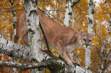 Adult Male Cougar (Puma concolor) Crouches in Trees