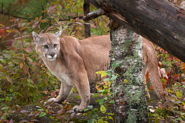 Fototapeta premium Adult Male Cougar (Puma concolor) Stands on Rock Behind Trees