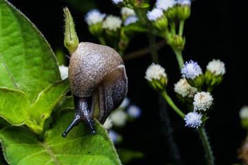 close up view of snail standing on the leaf