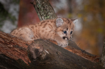 Female Cougar Kitten (Puma concolor) Clings to Branch
