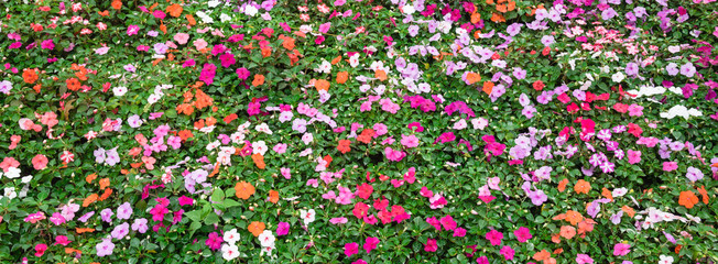 Top view a colorful flowerbed with verity of impatiens/balsaminaceae tropical flower such as...