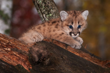 Female Cougar Kitten (Puma concolor) Big Eyes
