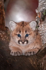 Female Cougar Kitten (Puma concolor) Stares Out From Tree