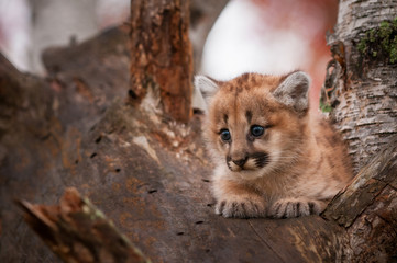 Female Cougar Kitten (Puma concolor) Sits Comfortably in Tree