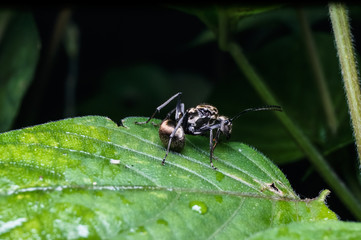 close up view of giant ant standing on the leaf