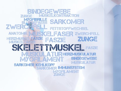 Skelettmuskel