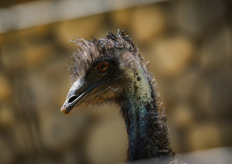 Charles Paddock Zoo Animals