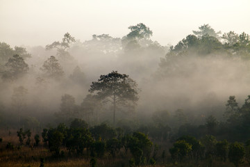 fog in morning sunrise at Thung Salang Luang National Park Phetchabun,Tung slang luang is Grassland savannah in Thailand