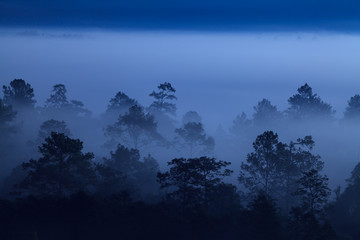 fog in morning sunrise at Thung Salang Luang National Park Phetchabun,Tung slang luang is Grassland...