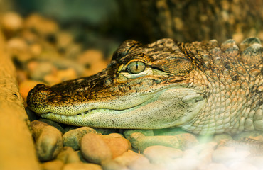 Obraz premium Charles Paddock Zoo Animals