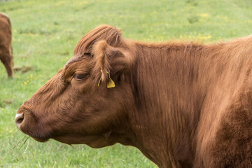 Head brown cow eating grass