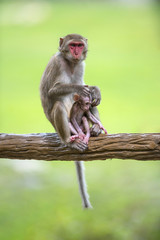 Jungle Monkey Family