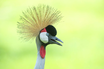 Close up grey crowned crane ,beautiful bird