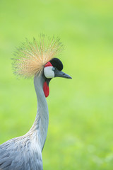 Close up grey crowned crane ,beautiful bird