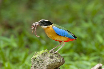 blue winged pitta