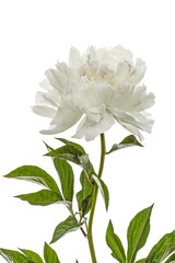 White flower of peony, lat. Paeonia, isolated on white background