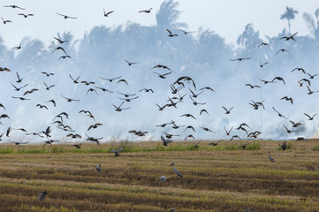 Flying pigeons