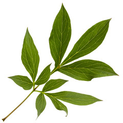Fototapeta premium Leaf of peony flower, lat. Paeonia, isolated on white background