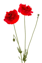 Fototapeta premium Flowers of red poppy, lat. Papaver, isolated on white background