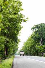 Big trees along the way.