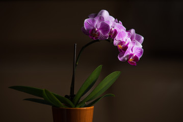 pink orchid