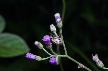 close up shot of beetle