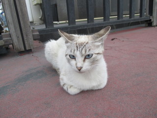 桜島の猫 2017.6.6.a