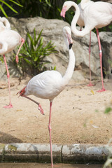 Flamingos or flamingoes are a type of wading bird in the family Phoenicopteridae, the only family in the order Phoenicopteriformes. 