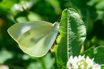 モンシロチョウ