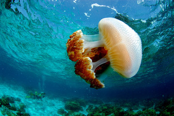 jellyfish found at coral reef area in Malaysia © MuhammadHamizan