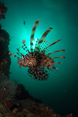 Naklejka na ściany i meble Lionfish found at coral reef area in Malaysia