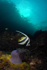 angle fish found at coral reef area in Malaysia